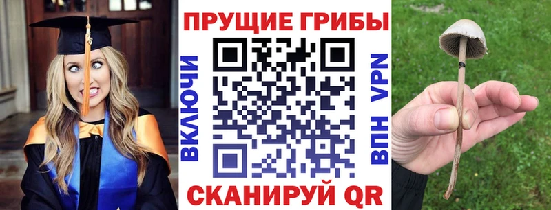 купить наркотик  Алексеевка  blacksprut как зайти  Псилоцибиновые грибы мицелий 